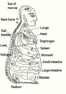 Illustration of internal organs of TCM