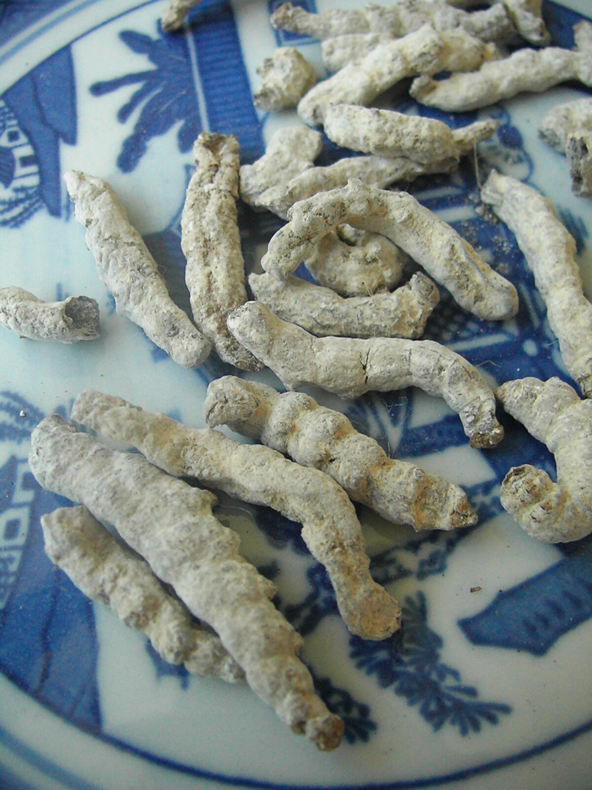 Silkworm